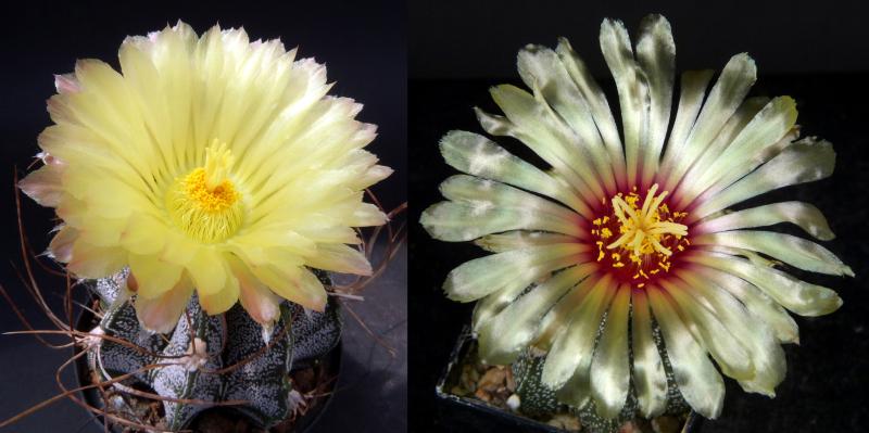 Blüten der Mutter-/Vaterpflanze